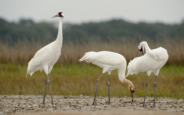 Whooping Crane reference