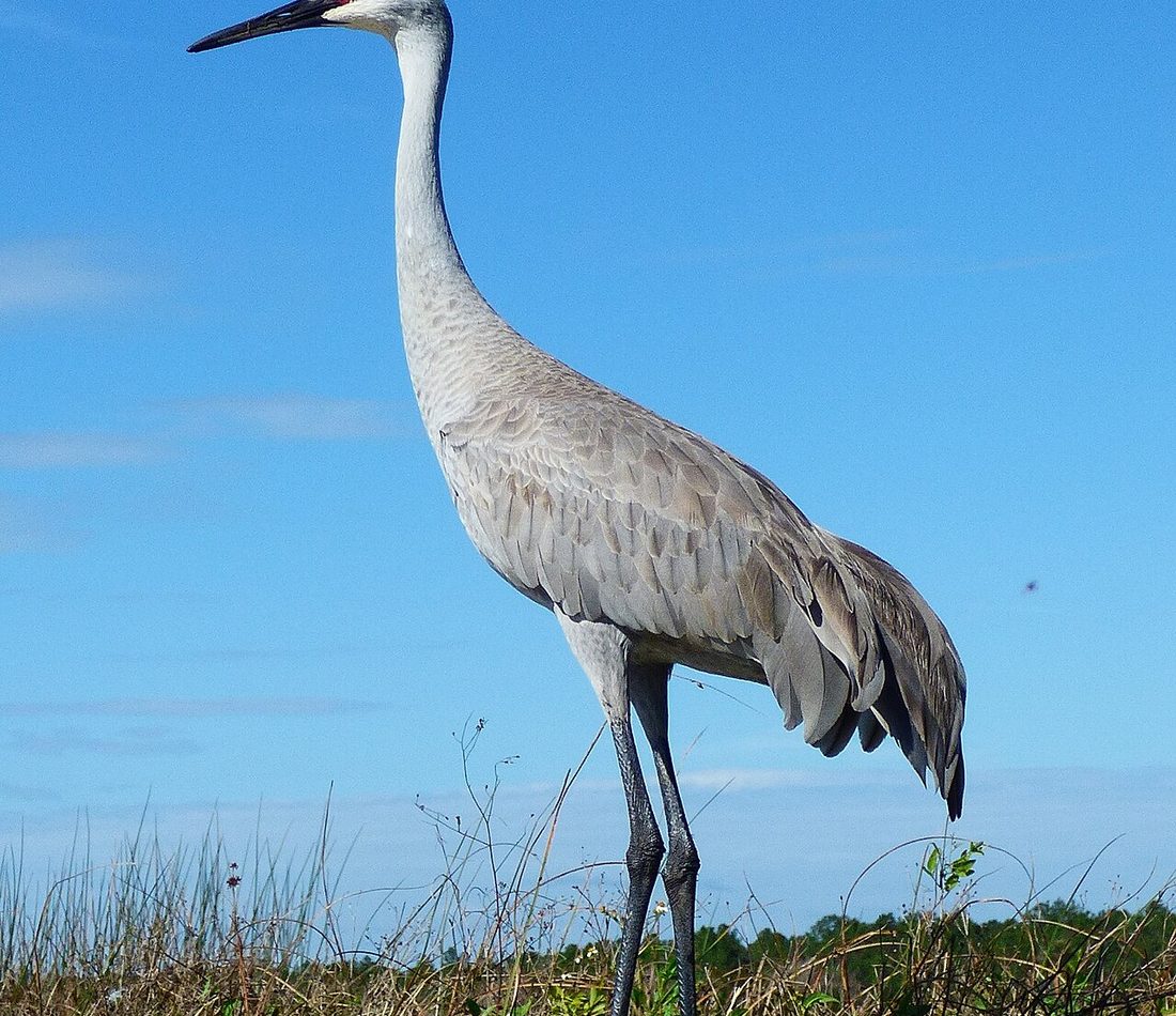 Sandhill Crane reference