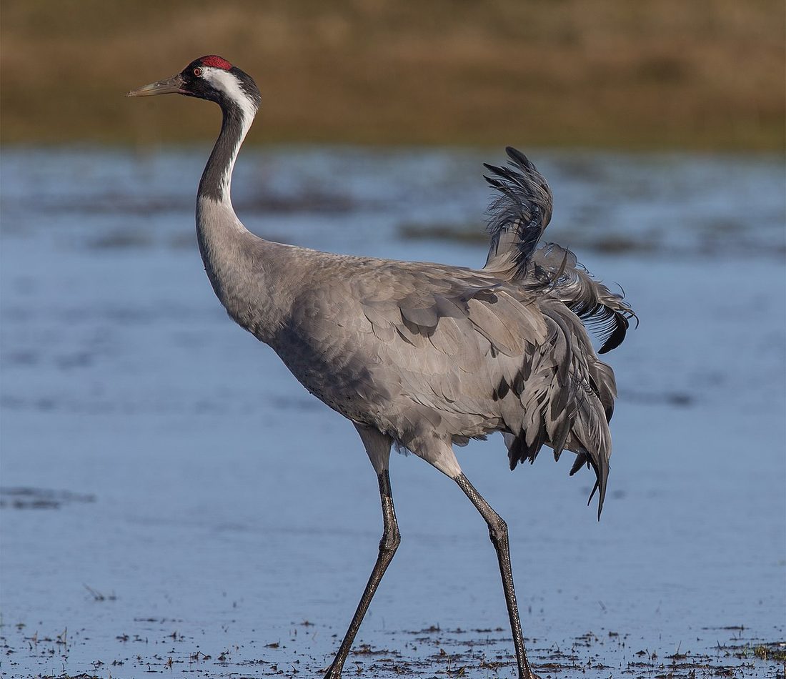 Common Crane reference