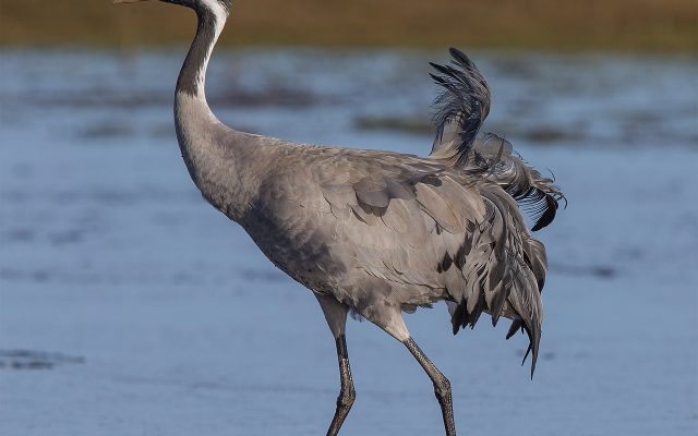 Common Crane reference