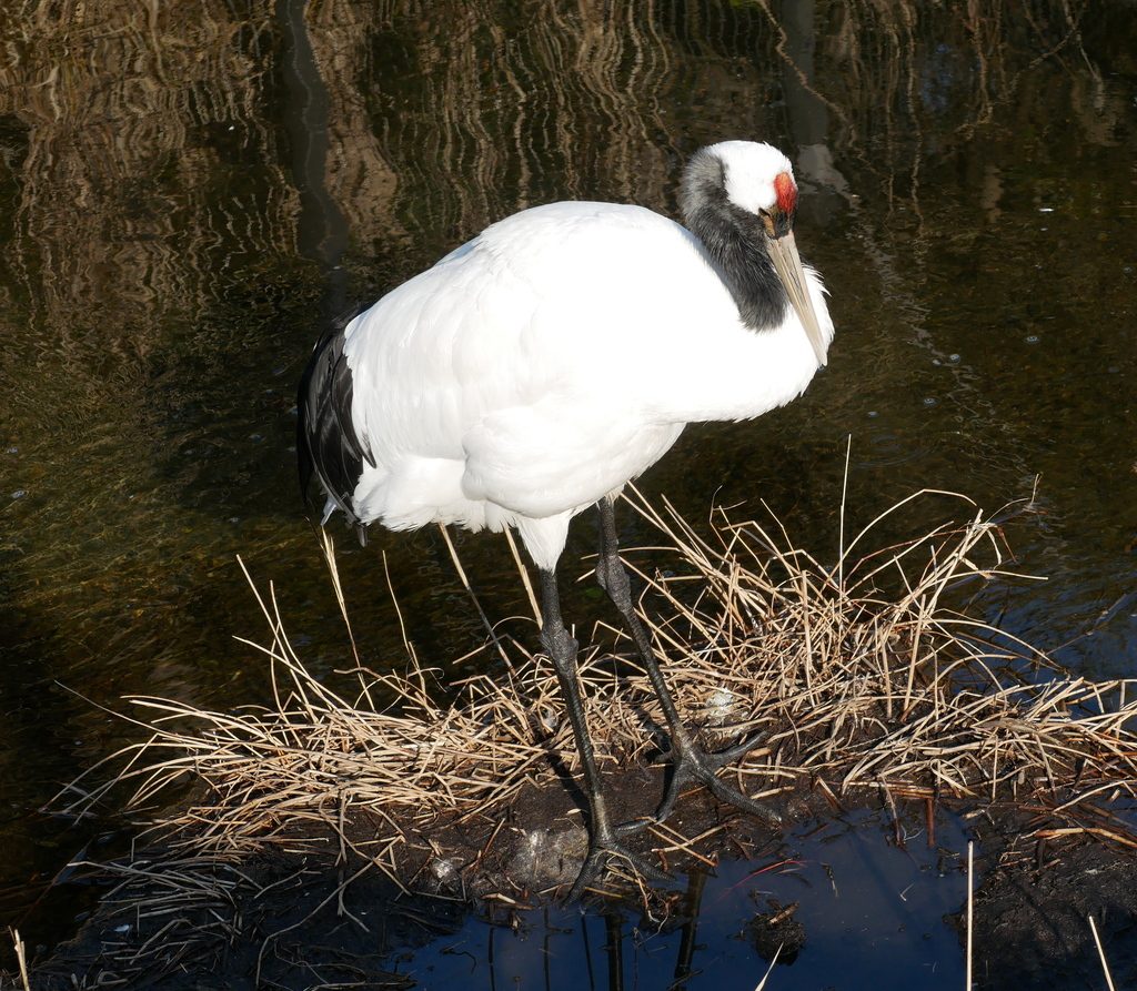 Red-crowned Crane reference