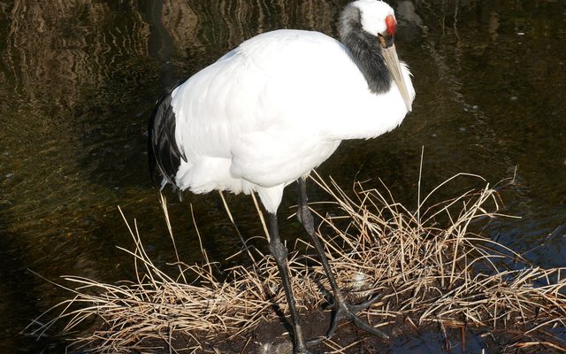 Red-crowned Crane reference
