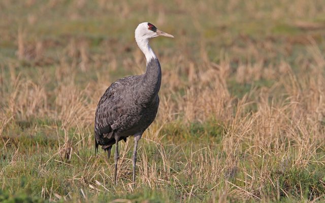 Hooded Crane reference