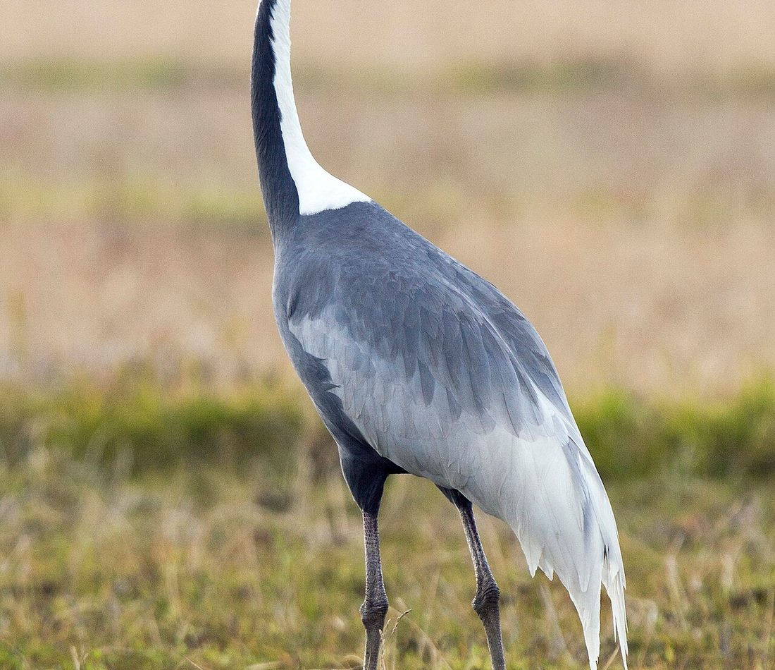 White-naped Crane reference