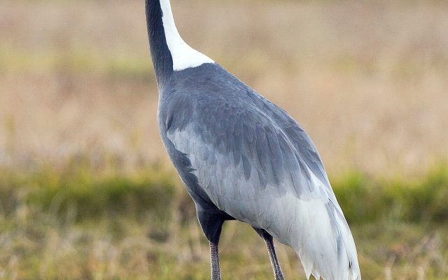 White-naped Crane reference