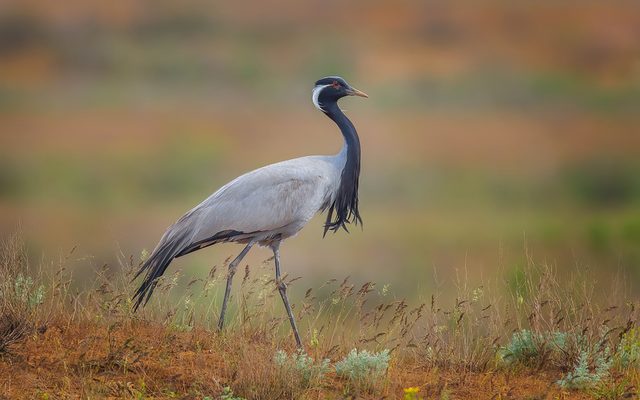 Demoiselle Crane reference