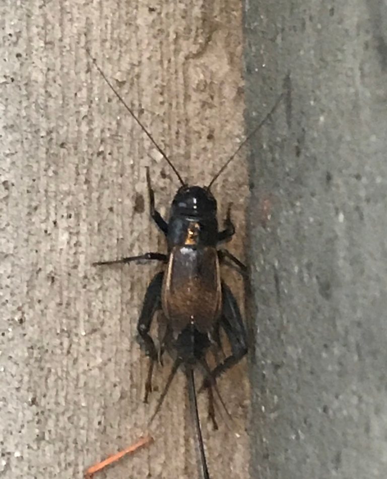 Fall Field Cricket reference