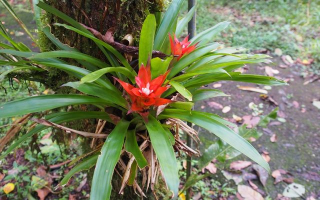 Scarlet Star reference