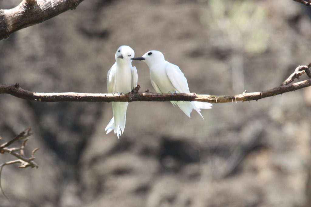 White Tern reference