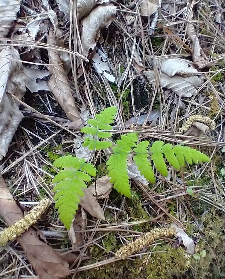 Oak Fern reference