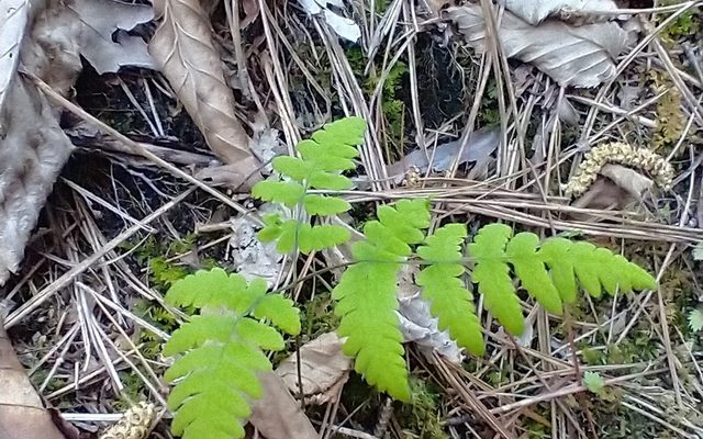 Oak Fern reference