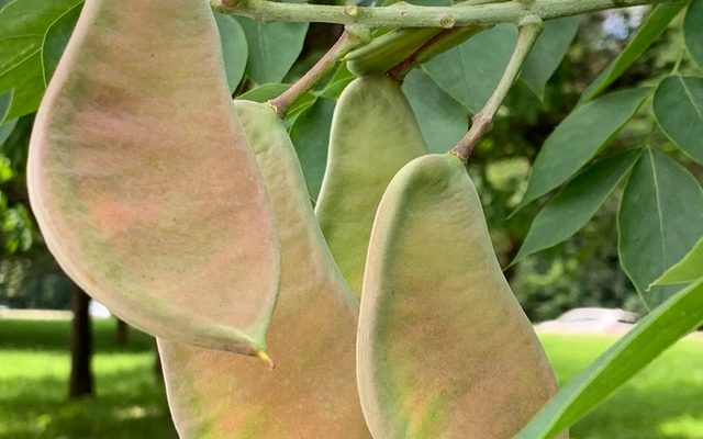 Kentucky Coffeetree reference