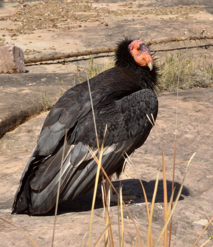 California Condor reference