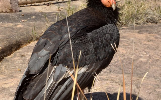 California Condor reference