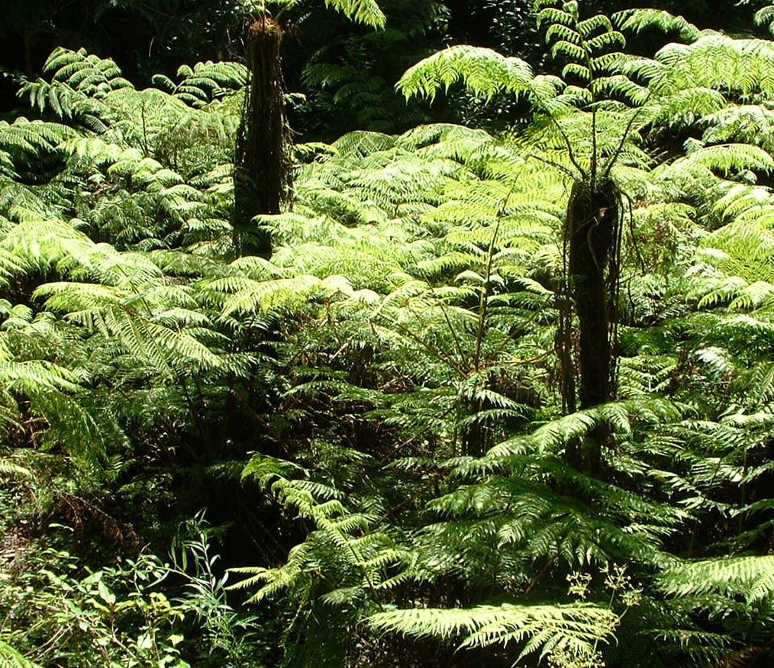 Forest Tree Fern reference