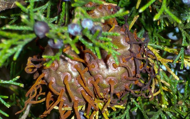 Cedar Apple Rust reference