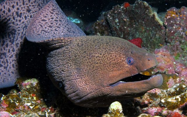 Giant Moray reference