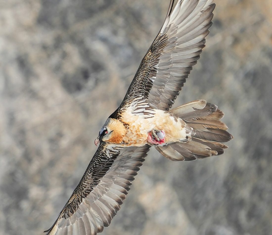 Bearded Vulture reference