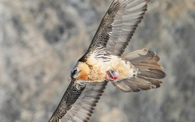 Bearded Vulture reference