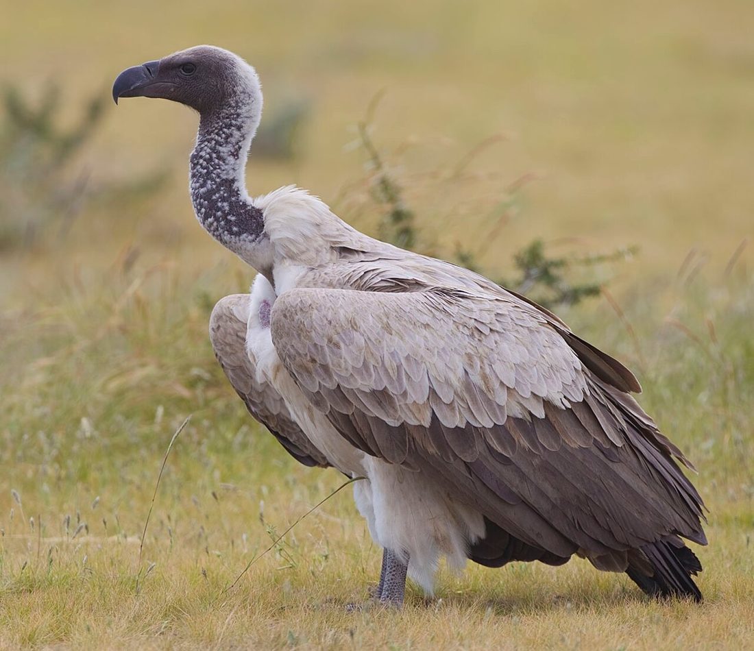 White-backed Vulture reference