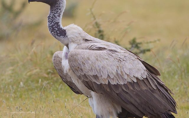 White-backed Vulture reference