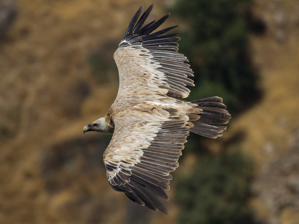 Griffon Vulture reference