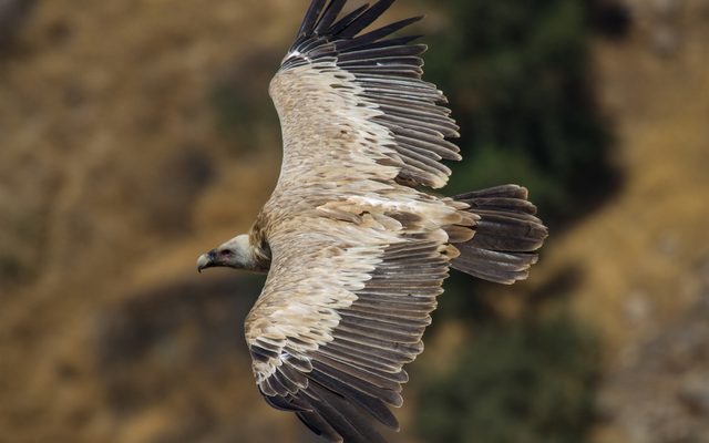 Griffon Vulture reference
