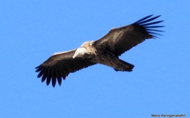 Himalayan Vulture reference