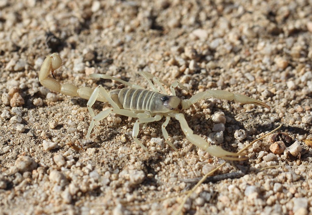 Giant Desert Hairy Scorpion reference