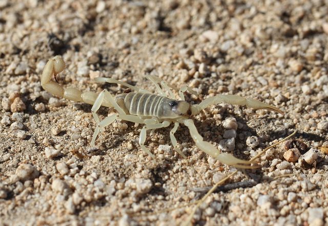 Giant Desert Hairy Scorpion reference