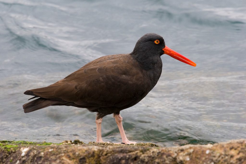 Black Oystercatcher reference