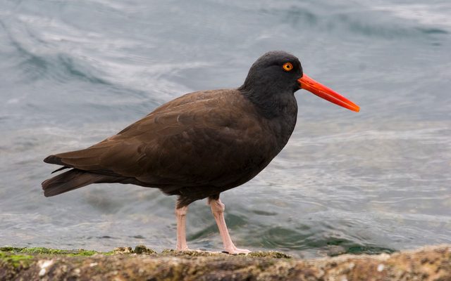 Black Oystercatcher reference