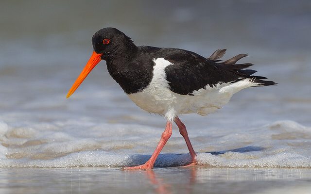 Eurasian Oystercatcher reference