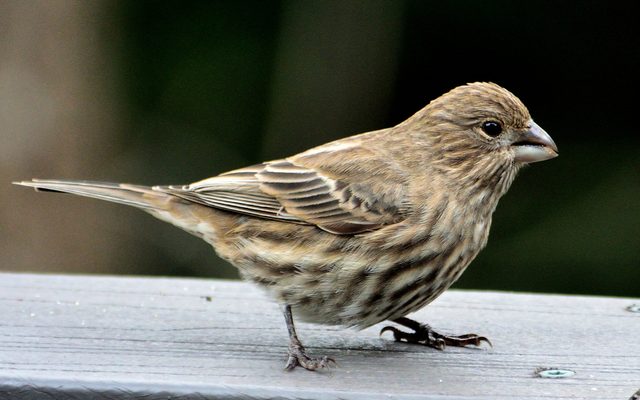 House Finch reference