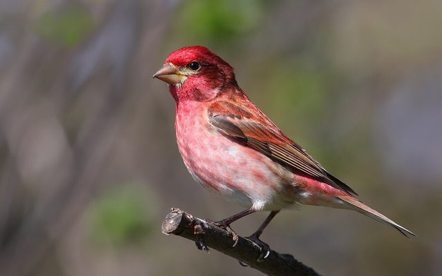 Purple Finch reference
