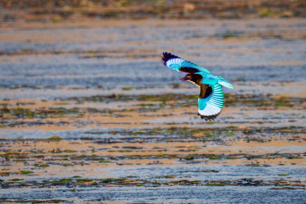 White-throated Kingfisher reference