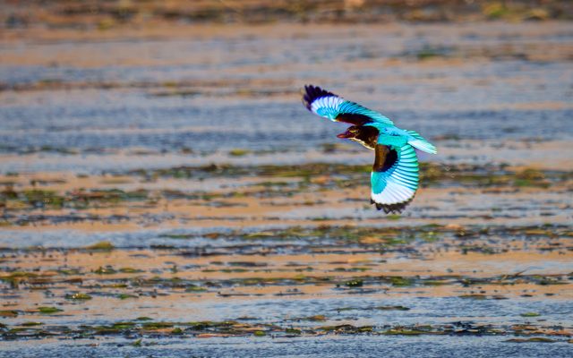 White-throated Kingfisher reference