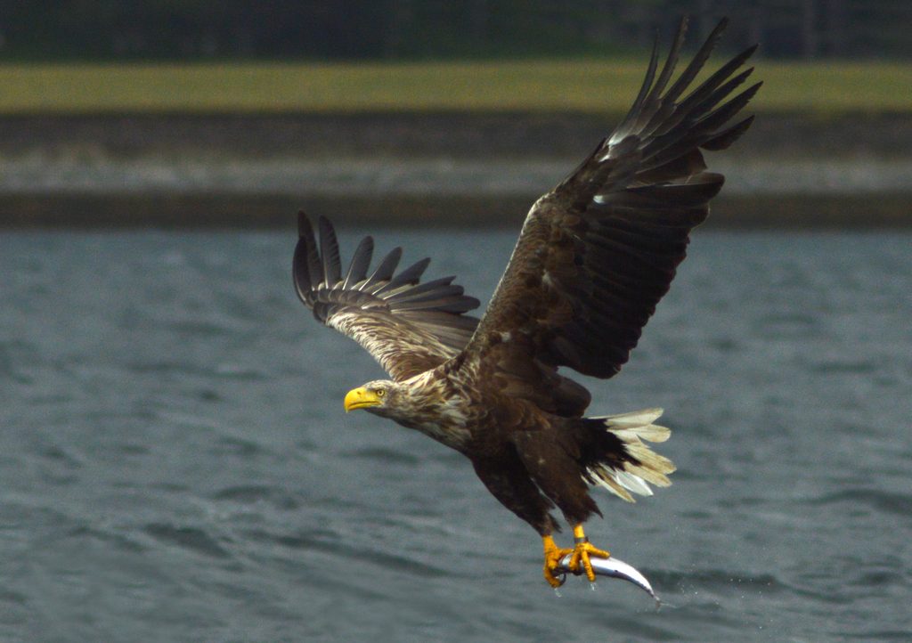 White-tailed Sea Eagle reference