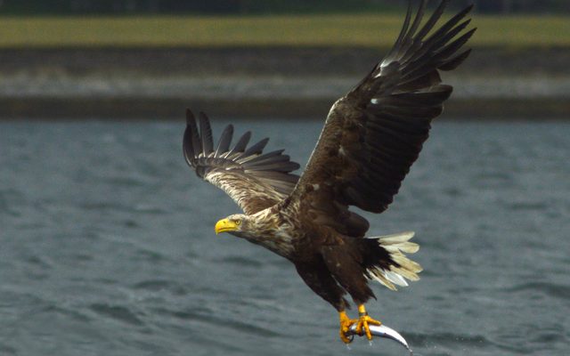 White-tailed Eagle reference