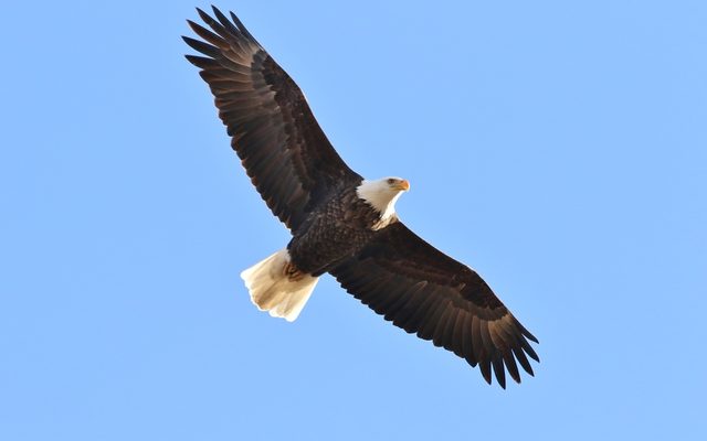 Bald Eagle reference