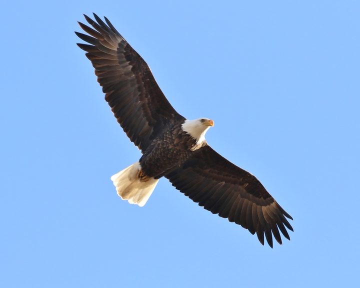 Bald Eagle