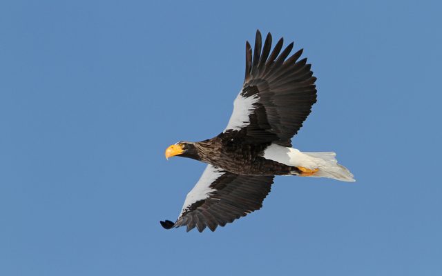 Steller's Sea Eagle reference