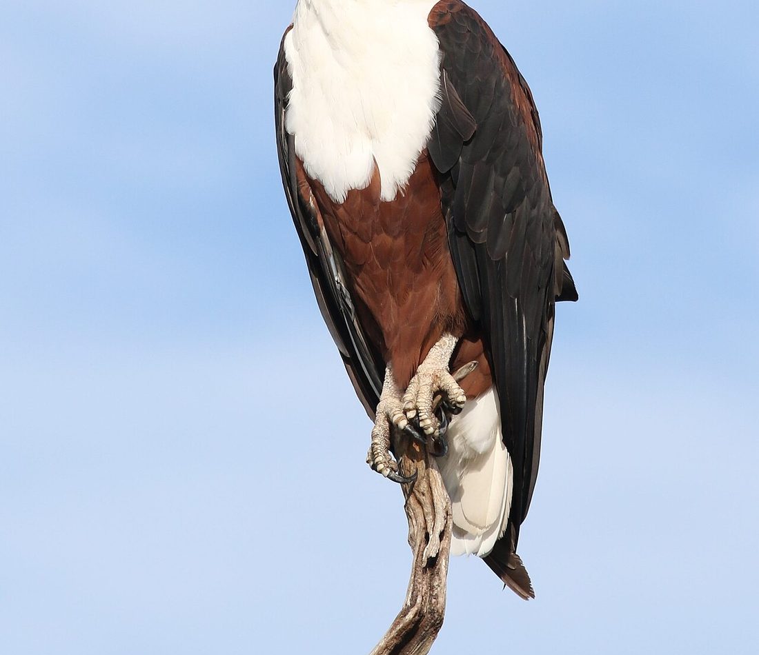 African Fish Eagle reference
