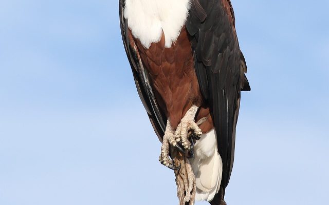 African Fish Eagle reference
