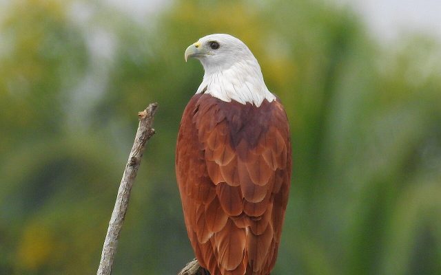 Brahminy Kite reference