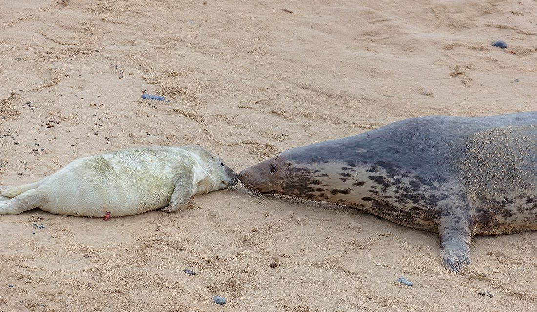 Grey Seal reference