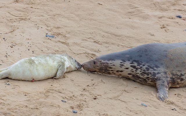 Grey Seal reference