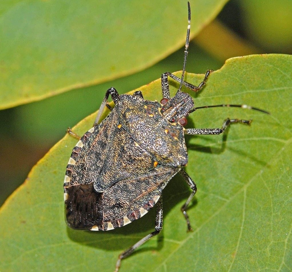 Brown Marmorated Stink Bug reference