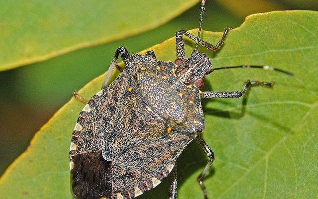 Brown Marmorated Stink Bug reference