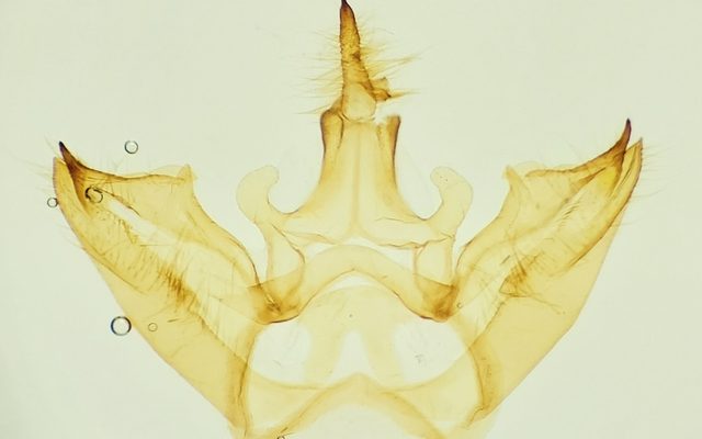 Banded Tussock Moth reference